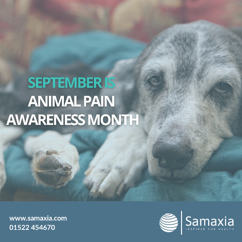 Spot Early Signs of Pet Pain: A Guide for Animal Pain Awareness Month Discover essential tips for recognising and managing pain in pets during Animal Pain Awareness Month. Our guide offers practical advice for pet owners and veterinary professionals on identifying discomfort early in dogs, cats, and rabbits. Learn how holistic care approaches can significantly enhance pet well-being. Click to read more and help your pets lead a happier, healthier life!